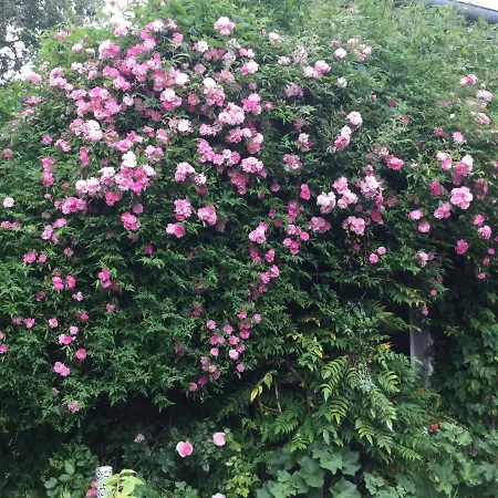 Bed & Breakfast Clos De 3*